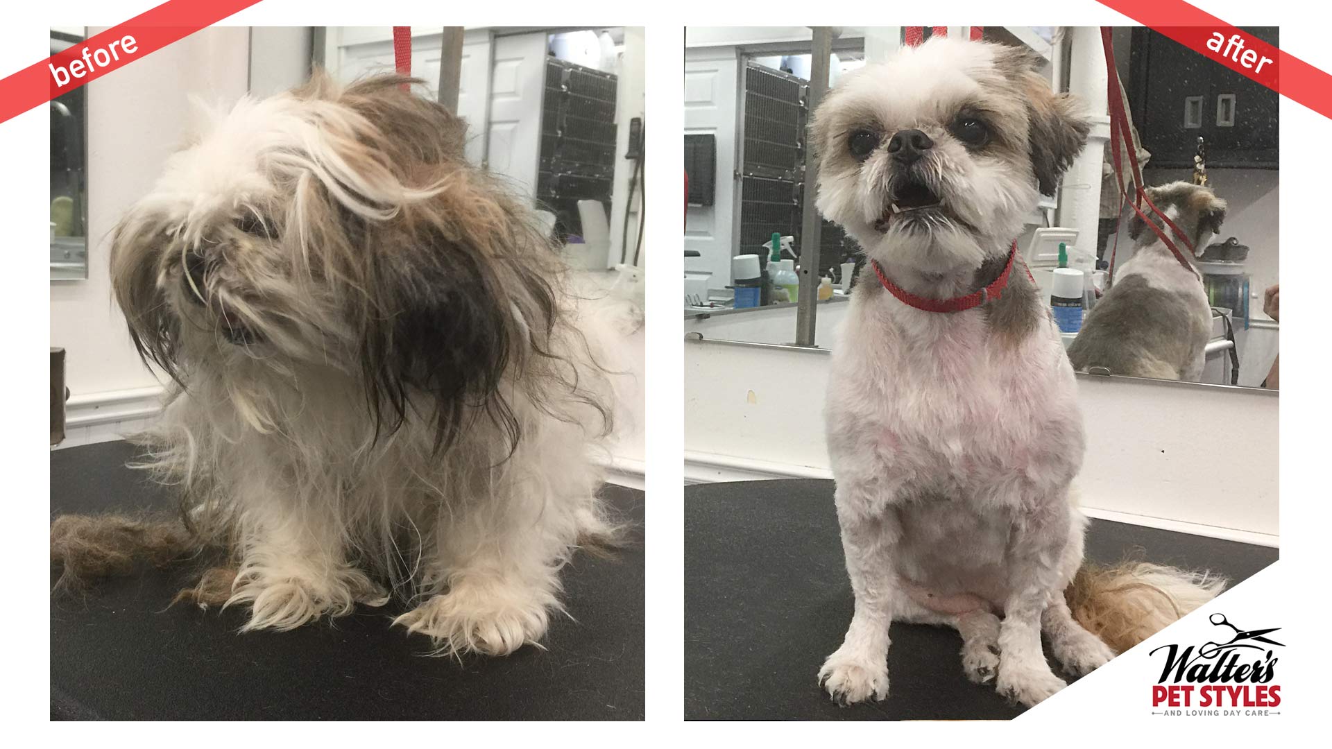 BeforeAfter_Lola.jpg