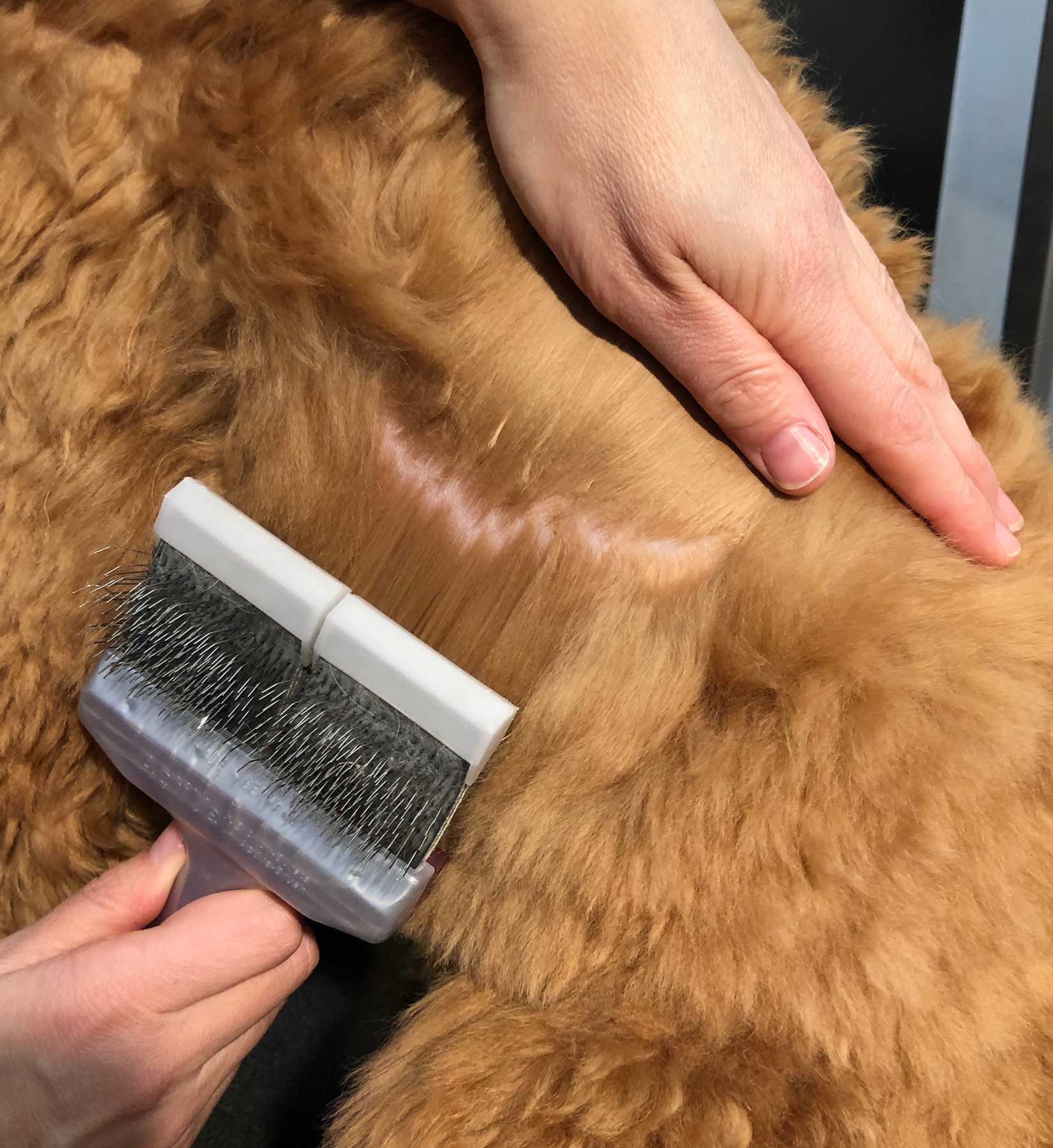 dog-brushing-nyc-groomer.jpg