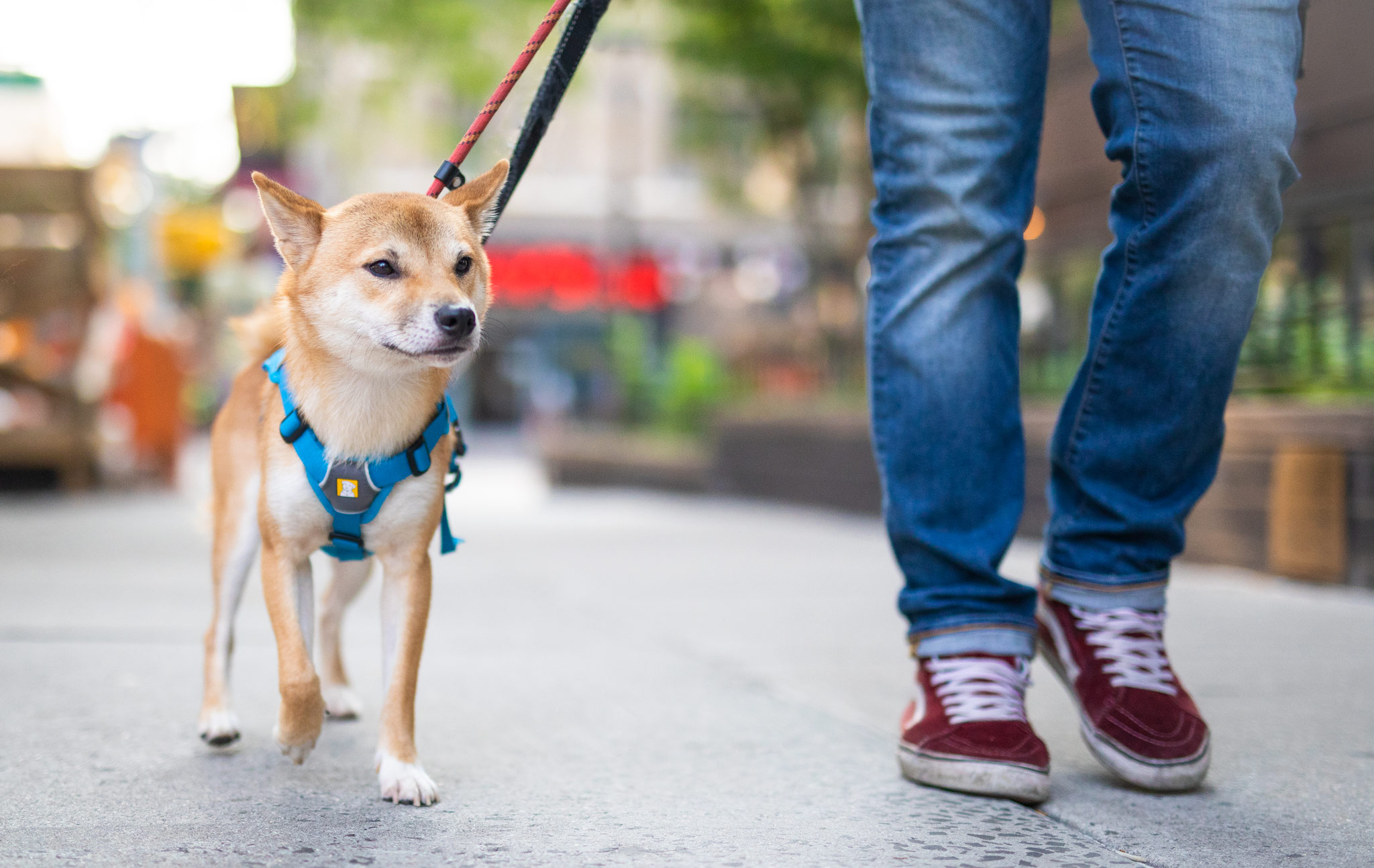 dog-walking-nyc.jpg