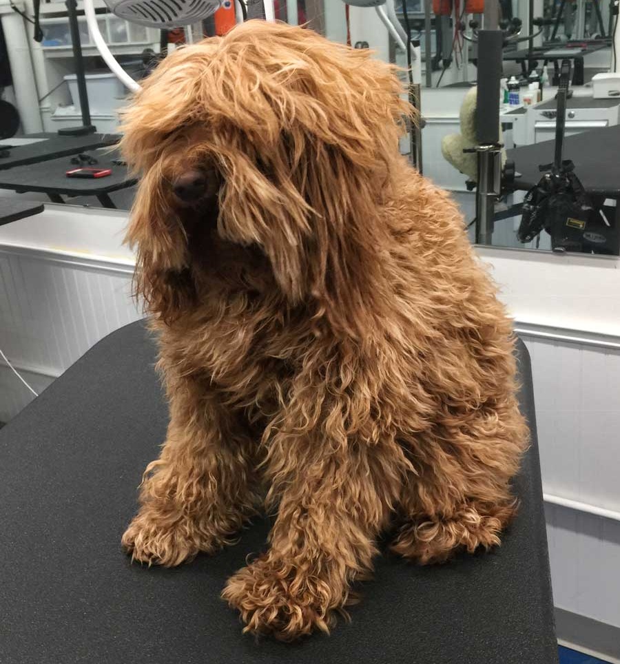 This goldendoodle’s coat is excessively tangled