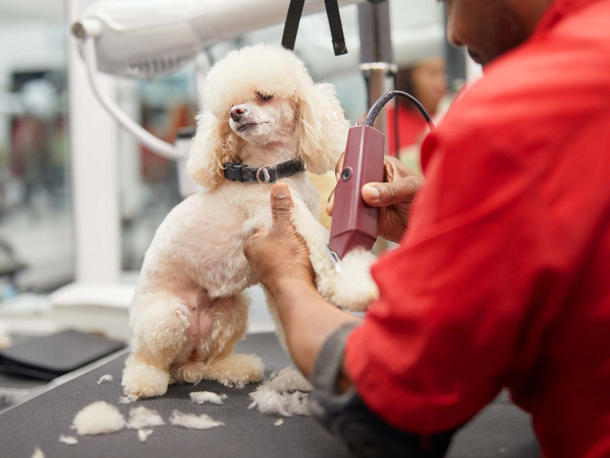 walters-pet-styles-dog-grooming-nyc.jpg