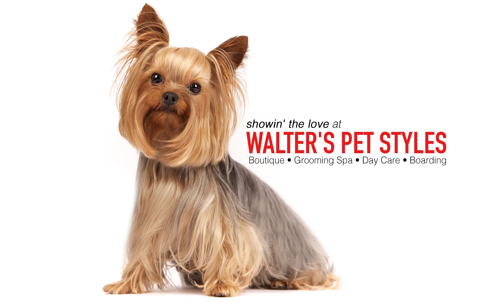 walters-pet-styles-dog-grooming-yorkie-text.jpg